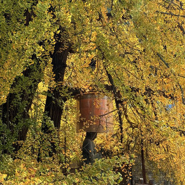 🍂시안 고관인선사의 가을, 천년 은행나무와의 만남 🏯