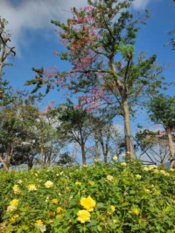 花海長廊已開啟賞花模式