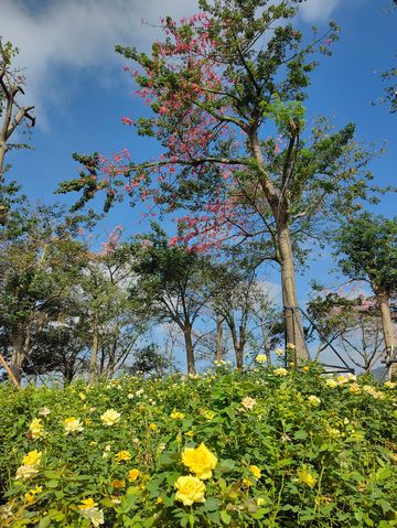花海長廊已開啟賞花模式