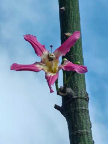 花海長廊已開啟賞花模式