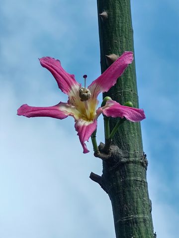 花海長廊已開啟賞花模式