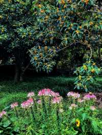 空中步廊俯瞰花草描繪的彩色大地。