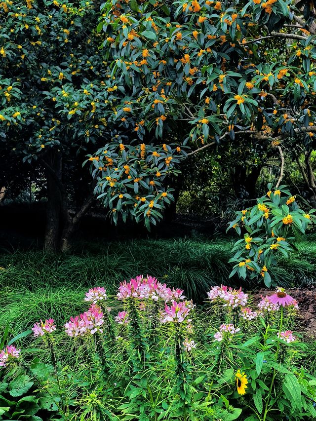 空中步廊俯瞰花草描繪的彩色大地。