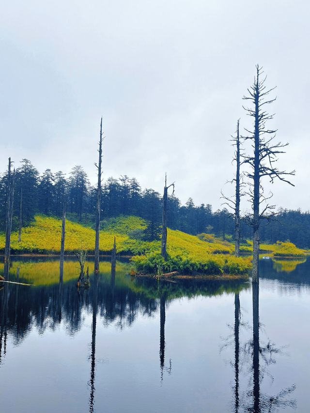 錯過等一年！成都周邊秋日彩林免費開放
