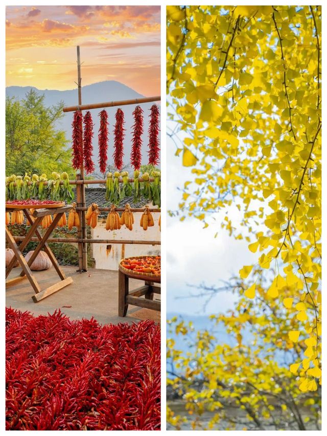 篁嶺曬秋濃，古城煙火暖