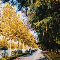 孔子故里0元暴走攻略