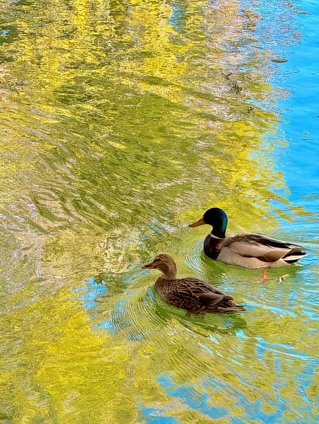 北京頤和園的秋天，是把調色盤打翻在皇家園林裡了！