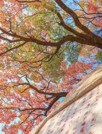 帶父母崂山賞秋輕鬆攻略：慢品山海秋韻