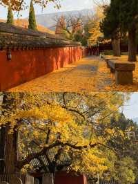 秋遊必看洛陽-鄭州-開封嗨玩攻略