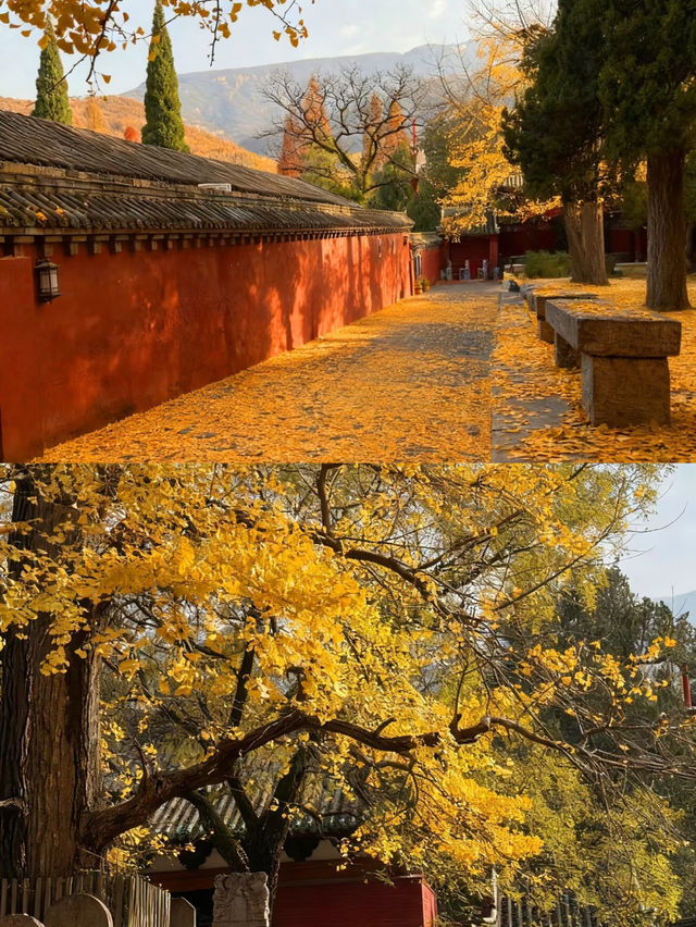 秋遊必看洛陽-鄭州-開封嗨玩攻略