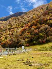 成都向北2h!闖入免費彩林秘境,邂逅川版喀納斯