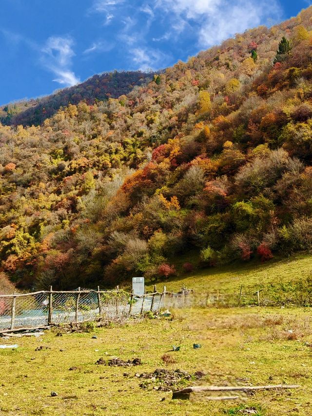 成都向北2h!闖入免費彩林秘境,邂逅川版喀納斯 成都向北2h!闖入免費彩林秘境,邂逅川版喀納斯