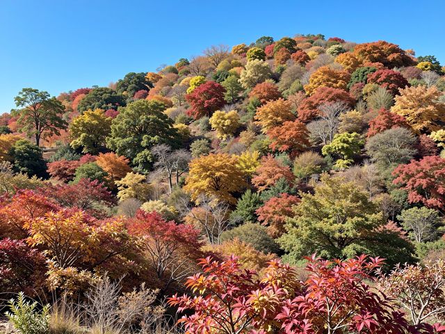 密雲私藏紅葉秘境比香山人更少景更美！