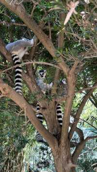 寧波野生動物園一日遊攻略!熊貓控千萬別錯過~