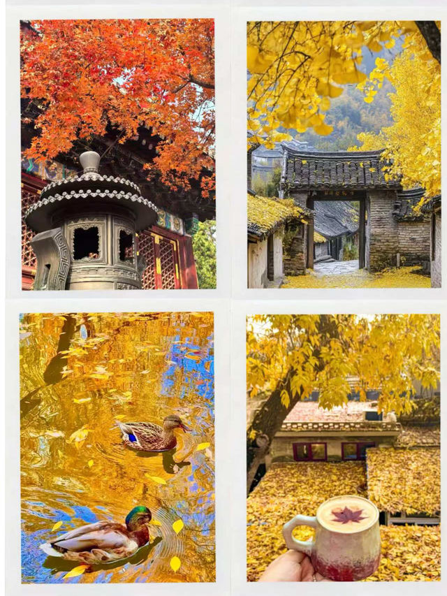 秋色中國｜承包你一整個秋天的詩意！
