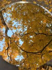 從來銀杏不負秋,原來銀杏最懂秋…