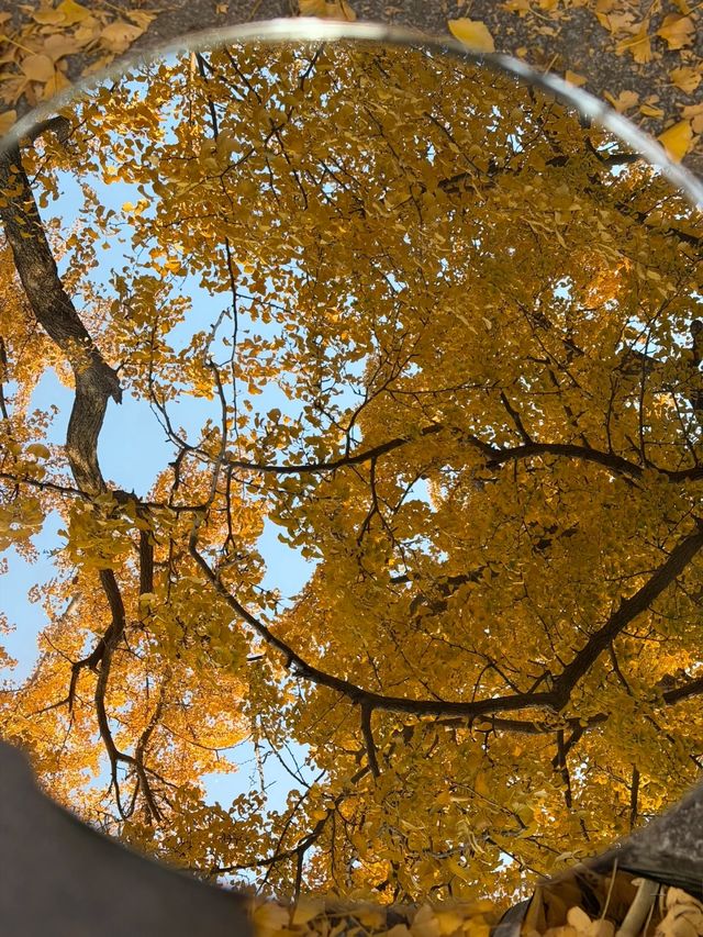 從來銀杏不負秋,原來銀杏最懂秋… 從來銀杏不負秋,原來銀杏最懂秋…