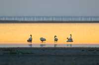 石臼湖迎來首批西伯利亞天鵝