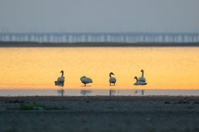 石臼湖迎來首批西伯利亞天鵝
