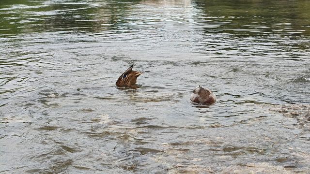 遊古橋,品歷史 遊古橋,品歷史