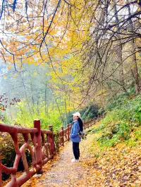 看2025年葛仙山最後一場銀杏雨11.16live