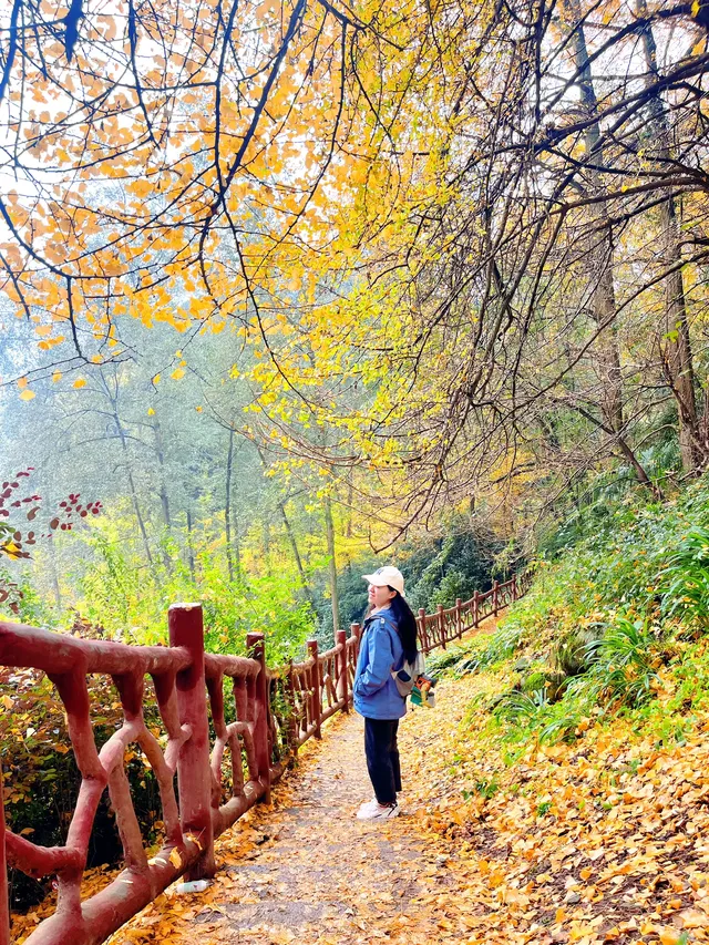 看2025年葛仙山最後一場銀杏雨11.16live