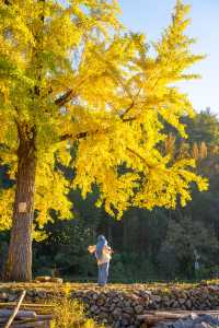 溫州百年銀杏樹已黃且牢固