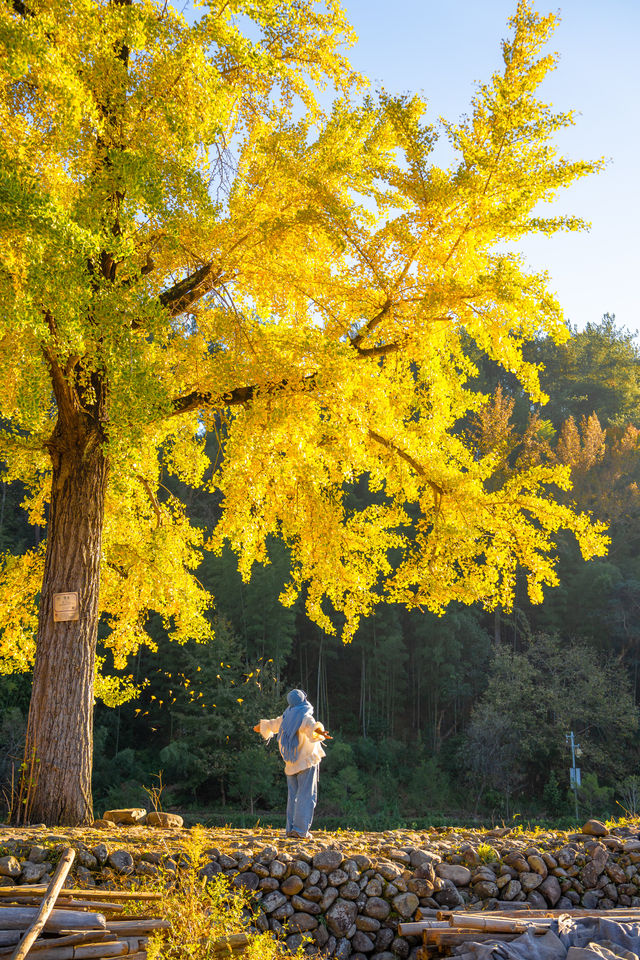 溫州百年銀杏樹已黃且牢固 溫州百年銀杏樹已黃且牢固
