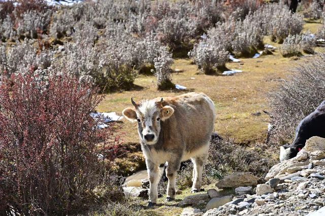 貢嘎西南坡徒步｜新手也能解鎖的蜀山之王盛宴