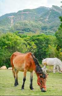清遠隱世度假村推薦