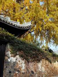 現在正是時候！銀杏全黃了！抓緊衝