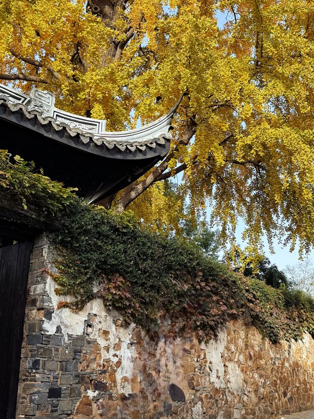 現在正是時候！銀杏全黃了！抓緊衝