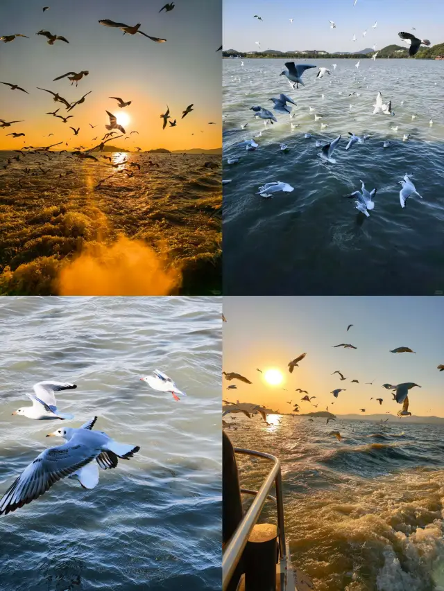 A Romantic Winter Encounter with the Siberian Red-billed Gulls at Wuxi Yuantouzhu!