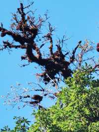 騰衝寶藏青旅！在貝雷帽青旅，我找到了旅行的意義！  這次騰衝之行，最正確的決定就是入住了貝雷帽青旅！