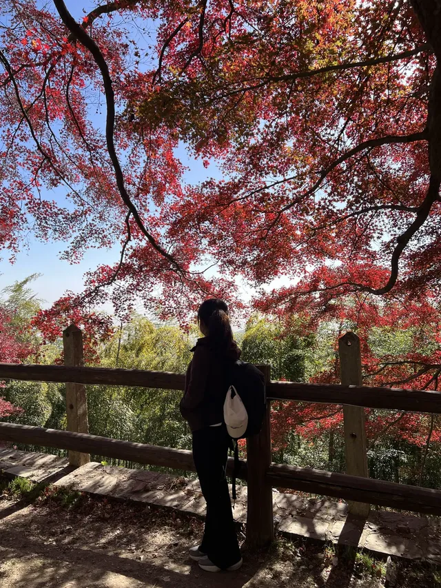 莫干山的正確打開方式 莫干山的正確打開方式