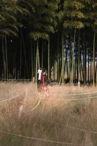 金色的粉黛是冬季的明信片