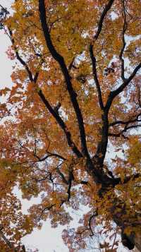 台州三日遊｜小箬村的彩虹糖罐美到犯規！