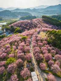 韶關櫻花峪帶你進入粉色世界