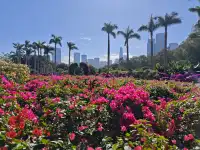 登頂深圳蓮花山：城市綠肺中的登頂之旅