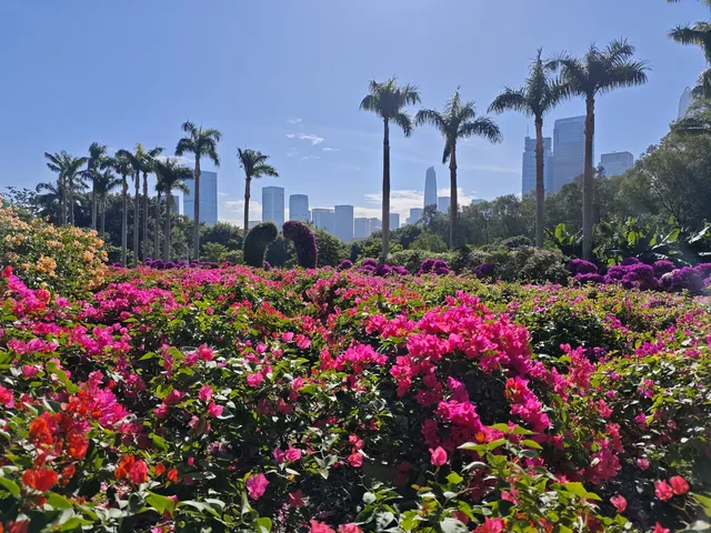 登頂深圳蓮花山：城市綠肺中的登頂之旅