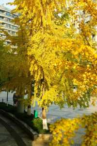 宜賓銀杏美景「淘金」地圖