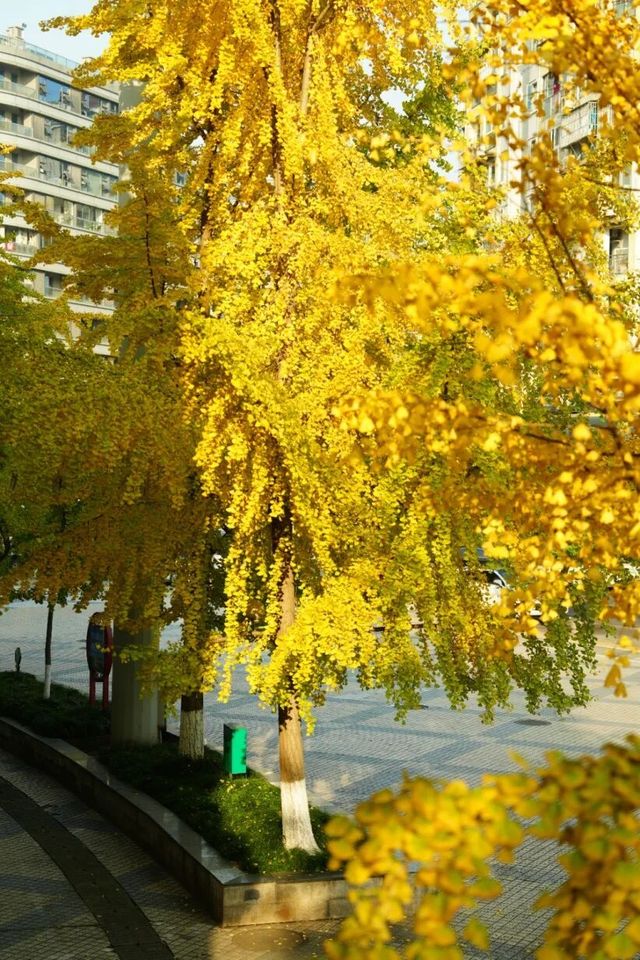 宜賓銀杏美景「淘金」地圖 宜賓銀杏美景「淘金」地圖