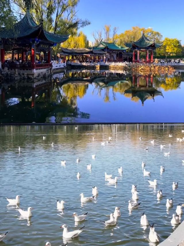 翠湖公園怎麼玩?本地人私藏路線,避開人潮賞冬櫻 翠湖公園怎麼玩?本地人私藏路線,避開人潮賞冬櫻