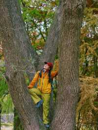 寧波徒步爬山|水杉-蘆葦蕩秋天王炸組合路線