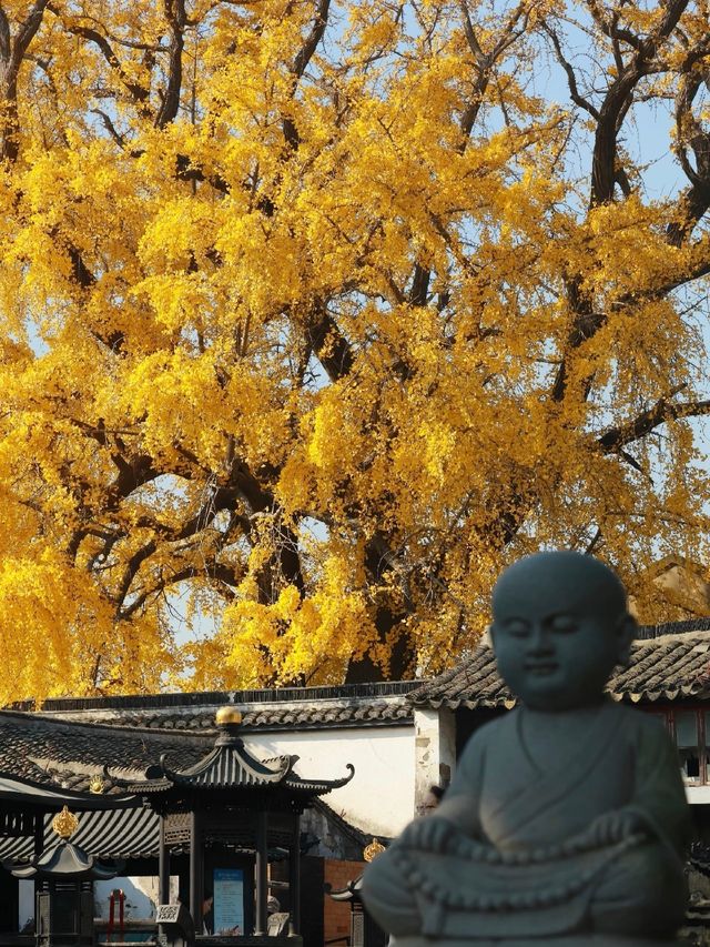 蘇州太平老街|邂逅千年銀杏的古寺禪意 蘇州太平老街|邂逅千年銀杏的古寺禪意