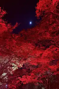 大阪勝尾寺夜間點燈絕美!跟白天完全不同