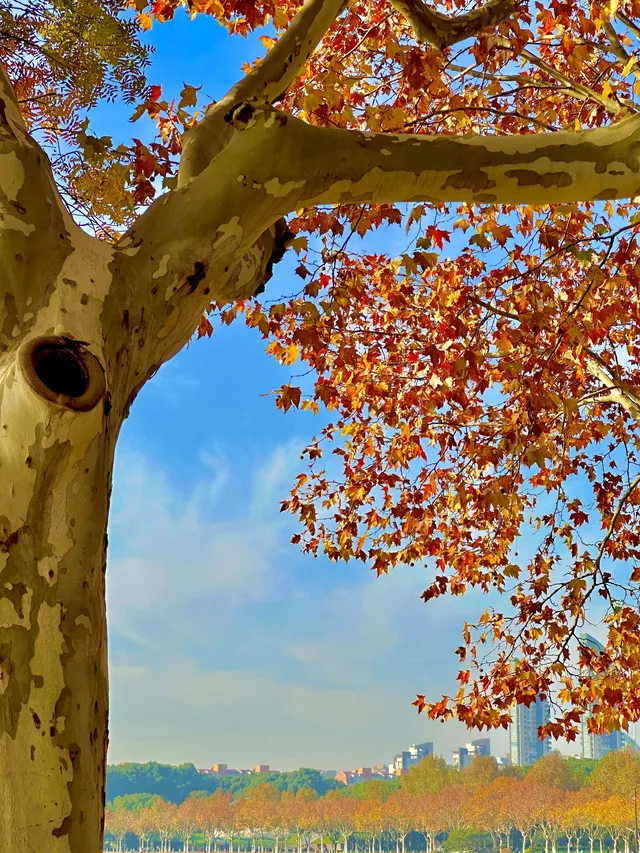 11.30號實拍 | 世紀公園梧桐大道拍照攻略