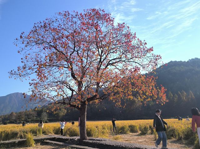 水墨宏村深度遊這份不走回頭路的懶人攻略必須碼住！