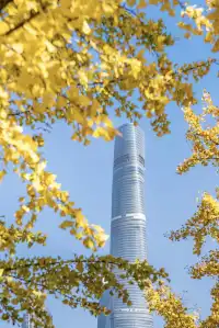 就在中環內|一個週末賞遍上海的銀杏之海