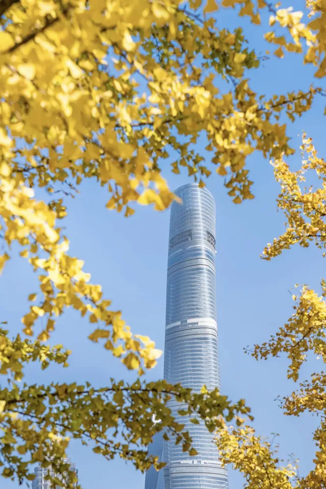 就在中環內|一個週末賞遍上海的銀杏之海